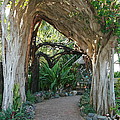 Hawaiian Pathway