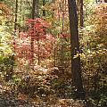 Oak Creek Arizona Fall Foliage