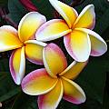 White and Yellow Plumeria